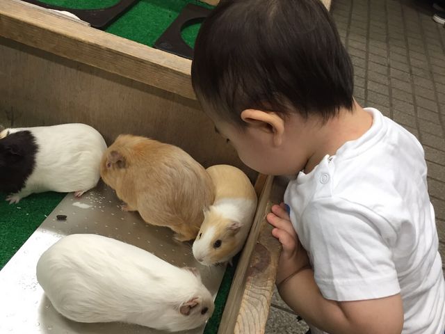 多摩動物公園の近くにペット 販売