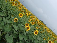 񂳂̎Rt[Z^[EnCW̑ւ̓eʐ^1