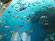 yosshy̓oʃ}p[NjNX̓eʐ^1