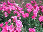 crystal̂ɃK[f̓eʐ^3