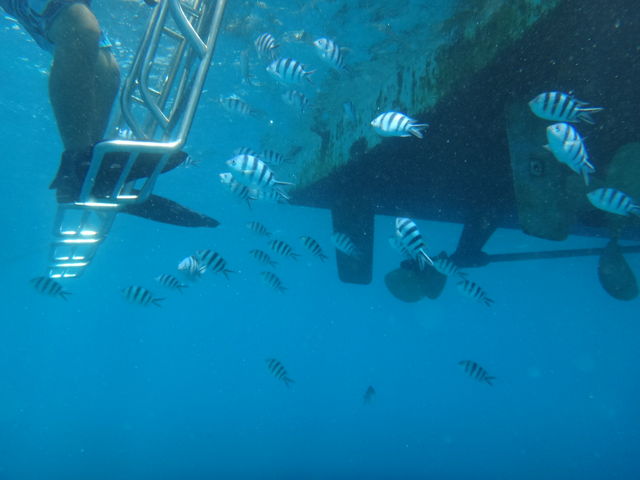 �����̃f�W�J���ŎB���Ă݂܂����B_�p�C���[�c�}�����N���u