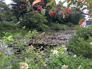 �Ƃ���[����̂Ђ邪�̎����A�����̓��e�ʐ^2