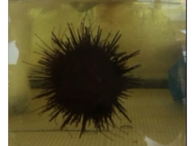 ���_�b���̃E�j�H_���̉w �I�X�R�C�I�������Ȃ�