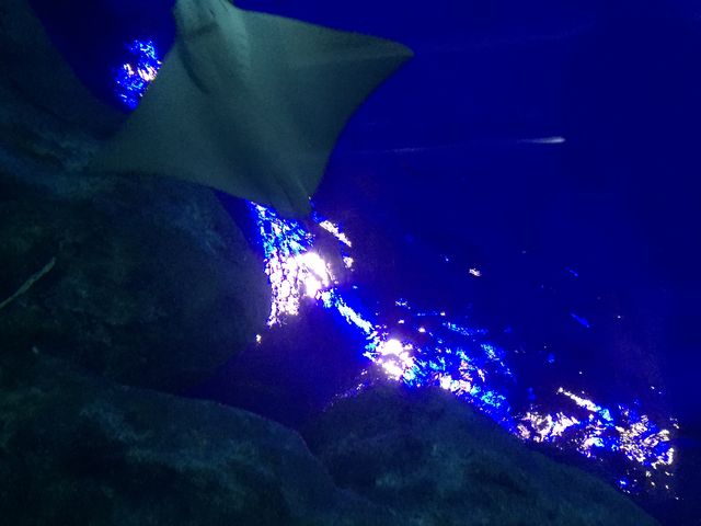 見上げてしまいます♪_新潟市水族館 マリンピア日本海