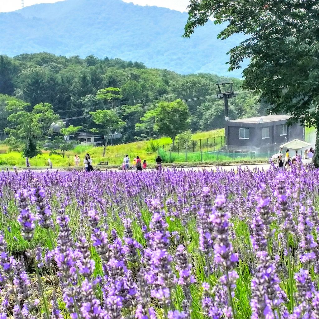 玉原高原