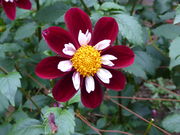 zbV[̗_R[Ԃ̋_A̓eʐ^1