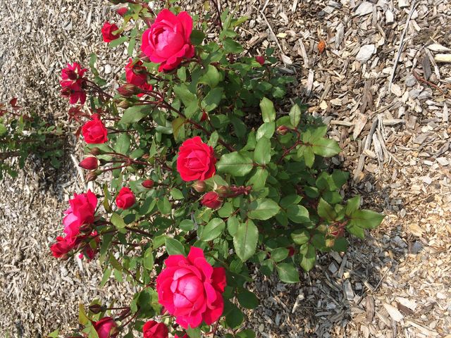 �K�N���Y��ɍ炢�Ă��܂�_����݂�������o����