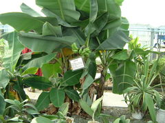 Ԃ񂳂̂ӂt[nEXւ̓eʐ^1