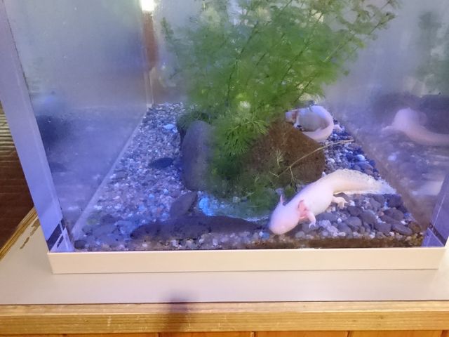 �E�[�p�[���[�p�[_�o�̎R�W����������