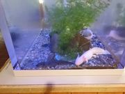 ������̏o�̎R�W���������ق̓��e�ʐ^2