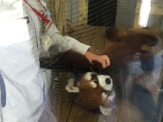 アライグマが可愛かった_到津の森公園