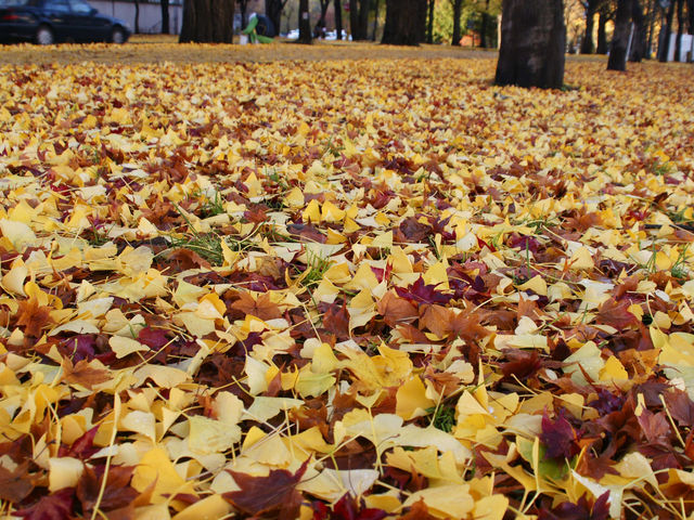 �����t���O�~_�k��C�`���E����