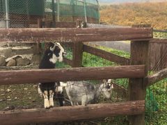 ۂۂ̃KW[t@[ւ̓eʐ^1