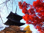 jR񂳂̐^@i^Ɋyj̓eʐ^1