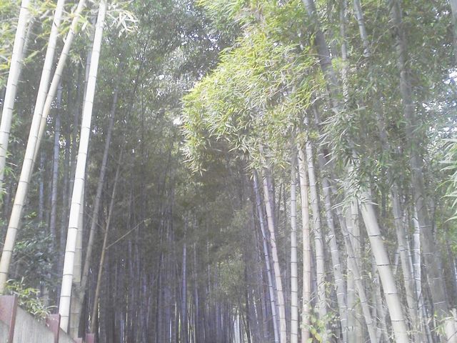 �߂��̒|��(*^��^*)
�����T���T���C�����ǂ������ł����(*^��^*)_�������̂��݂�