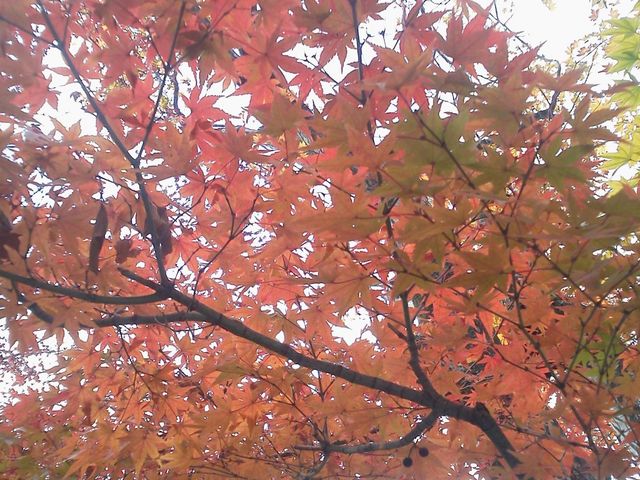 ���{�̊O��H�̍g�t�ł�(=^�E^=)_�j���{