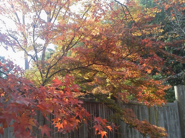 �g�Ɖ����F�̃R���{(=^�E^=)_�j���{