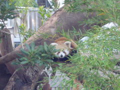 ���l����̔M��o�i�i���j���ւ̓��e�ʐ^2