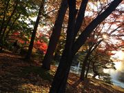 肢ɂ񂳂̎R`^̓eʐ^1