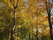 poporon̈S@H[̓eʐ^3