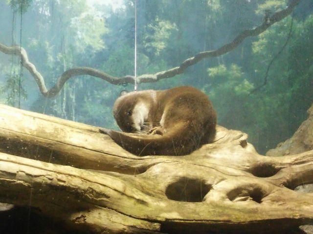 �V���s������ �}�����s�A���{�C