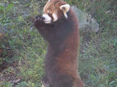 fugumomo̐tsւ̓eʐ^1