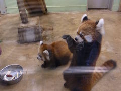 fugumomo̐tsւ̓eʐ^2