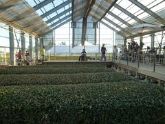 ߋT|~̃OsAqVւ̓eʐ^1