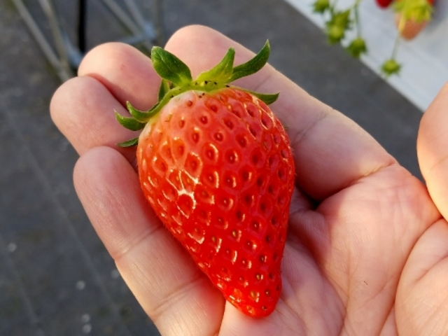 �����݂̗��������̉�