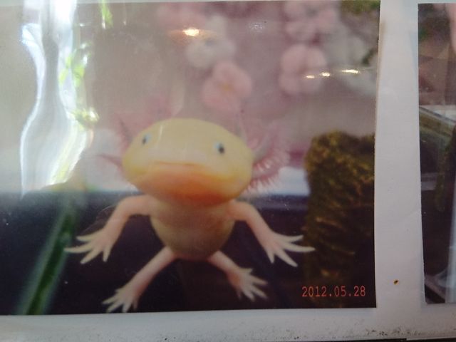 ۂɃE[p[[p[̂킢ʐ^_zCG