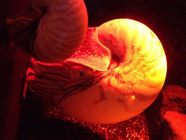 �A�����i�C�g�H_���Í`�[�C�����ف`�V�[���J���X�E�~���[�W�A���`