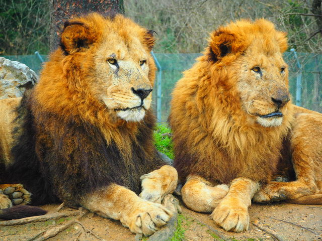 ���̑��ɂ������񂢂܂���_�H�g�䎩�R���������T�t�@�������h