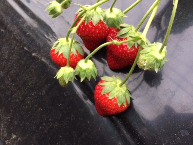 �ӂ��̍�_�������t�@�~���[�_��