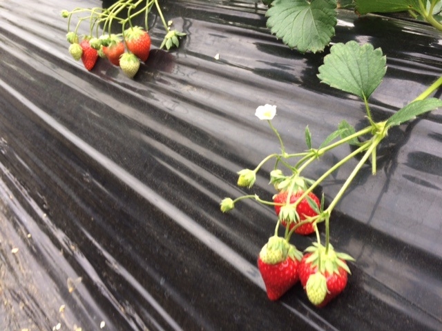 �ӂ��̍�_�������t�@�~���[�_��