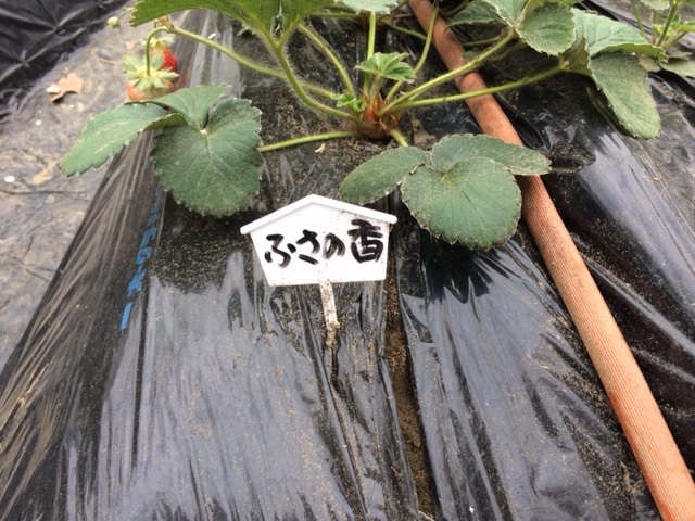 ���̃C�`�S���킩��l�ɎD�\�L������܂��B�ӂ��̍��ŋ��ł��I_�������t�@�~���[�_��