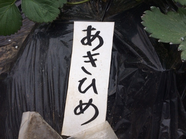 ���̃C�`�S���킩��l�ɎD�\�L������܂��B_�������t�@�~���[�_��