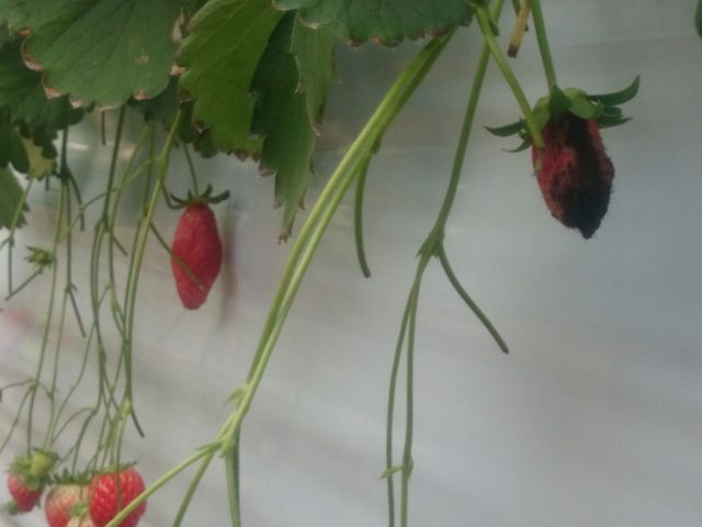 OAC`SBC`S͑R܂B͐FÂÕC`SBHׂC`SȂB_ym