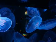 䂫񂱂̐Vs }sA{C̓eʐ^2