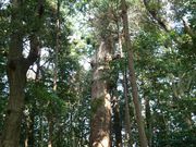 �ڗ�������̖��ꑽ�_�Ђ̓��e�ʐ^1