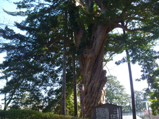 ���c���隬�����̑�C�k�}�L_���c����Ղ̃C�k�}�L