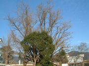 Ԃ񂳂̉Ԃ̖؉̑̓eʐ^1