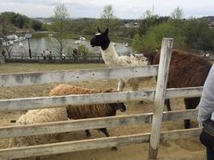 |^񂳂̍䥗΂̃~[WA n[xXg̋uւ̓eʐ^1