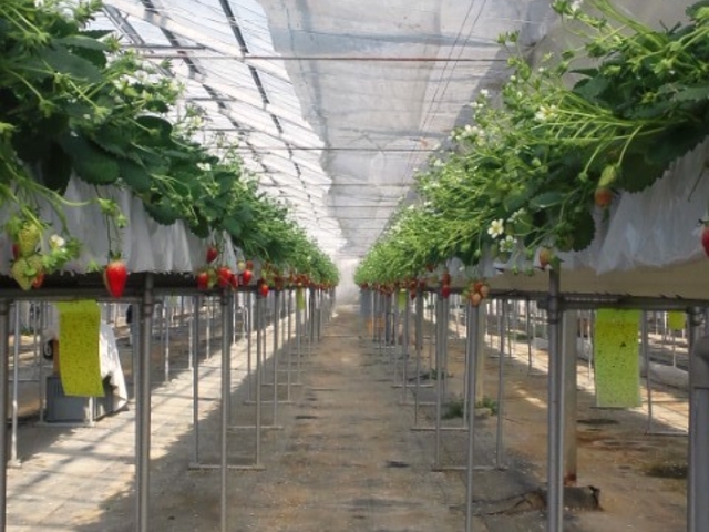 �C�`�S_���ؑ��̃C�`�S���