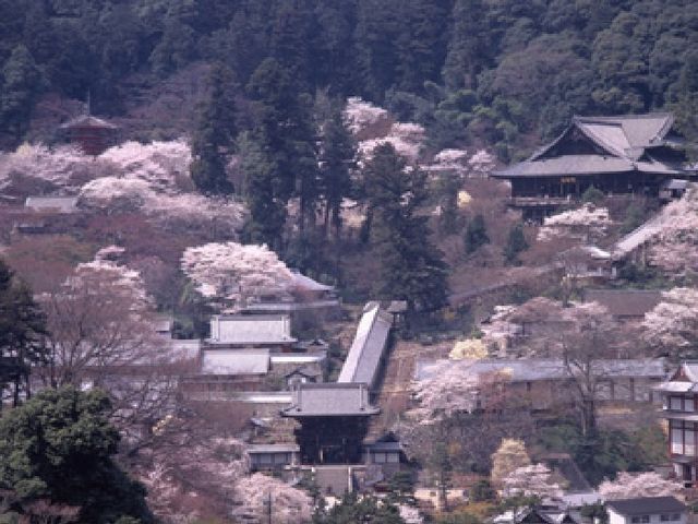 �Y��ł�_���J��