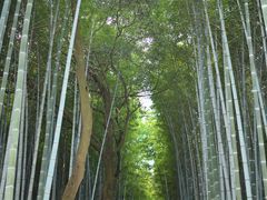 ۂƂ񂳂̒|т̓ւ̓eʐ^1