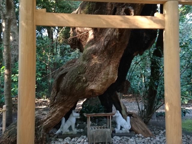 ����ׂ��񂪘T���ۂ��݂��܂���_���錩�{