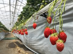 䂩̋Rx[hւ̓eʐ^1