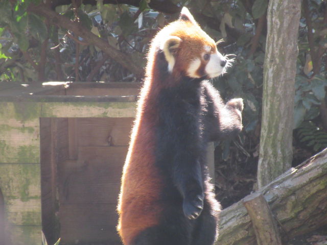 ^CɃSHׂ郌bT[p__悱͂ܓY[VA