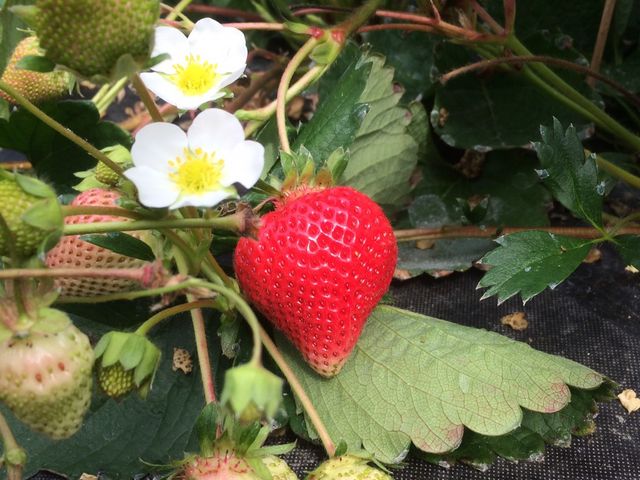 �F�Â���������_�����@��{�_��