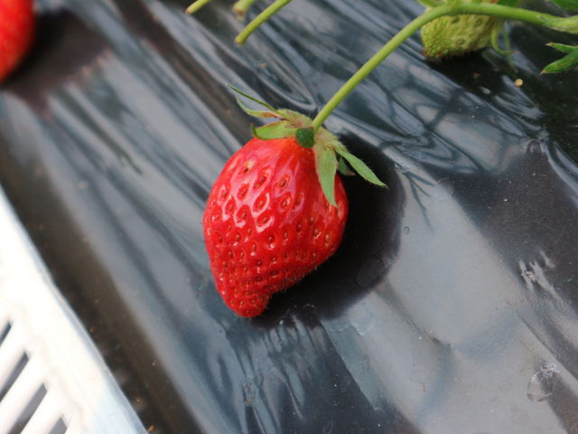 �Â��Ĕ������������ł��B_�����܃n�[�x�X�g